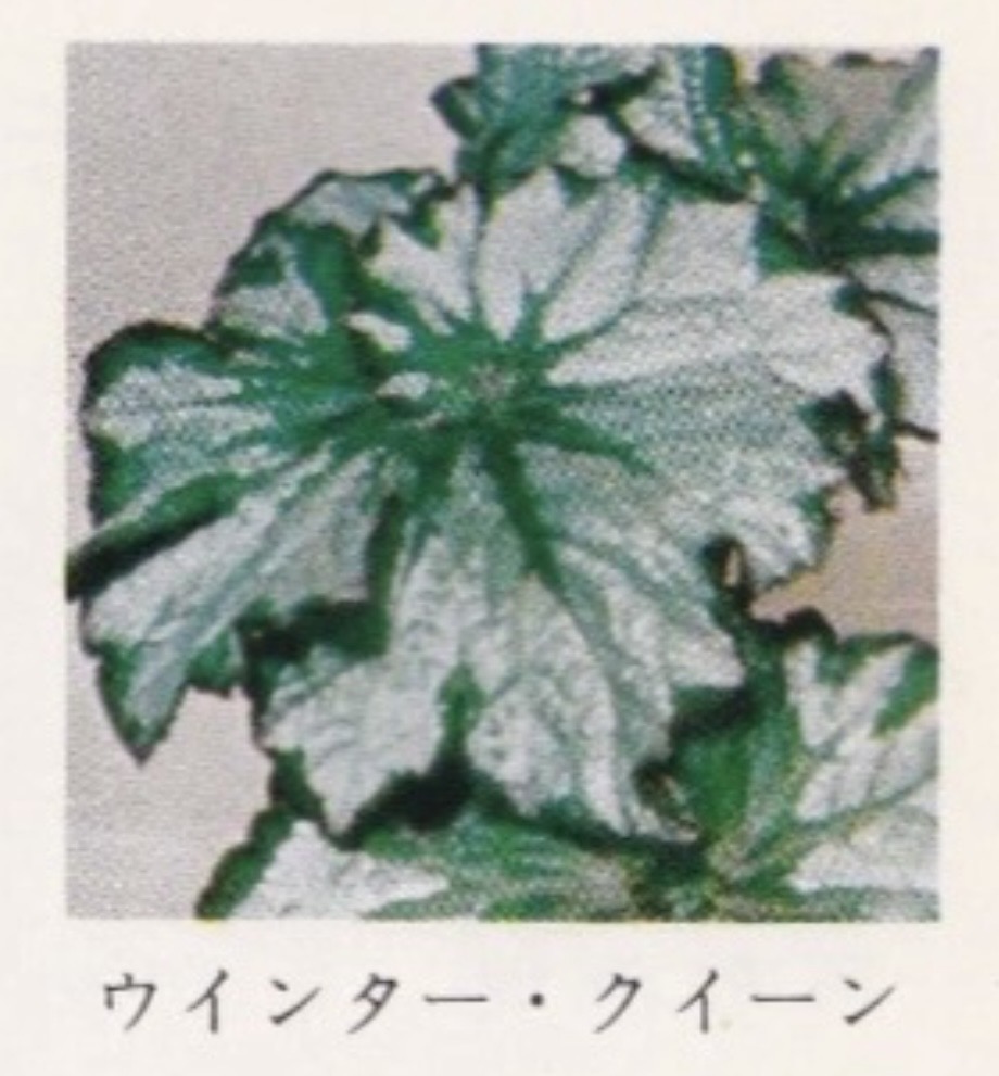 B. ‘Winter Queen’
