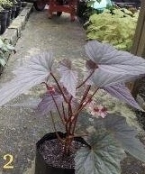 B. ‘Longisilver’