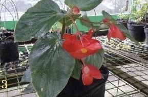 B. ‘Bedugul’