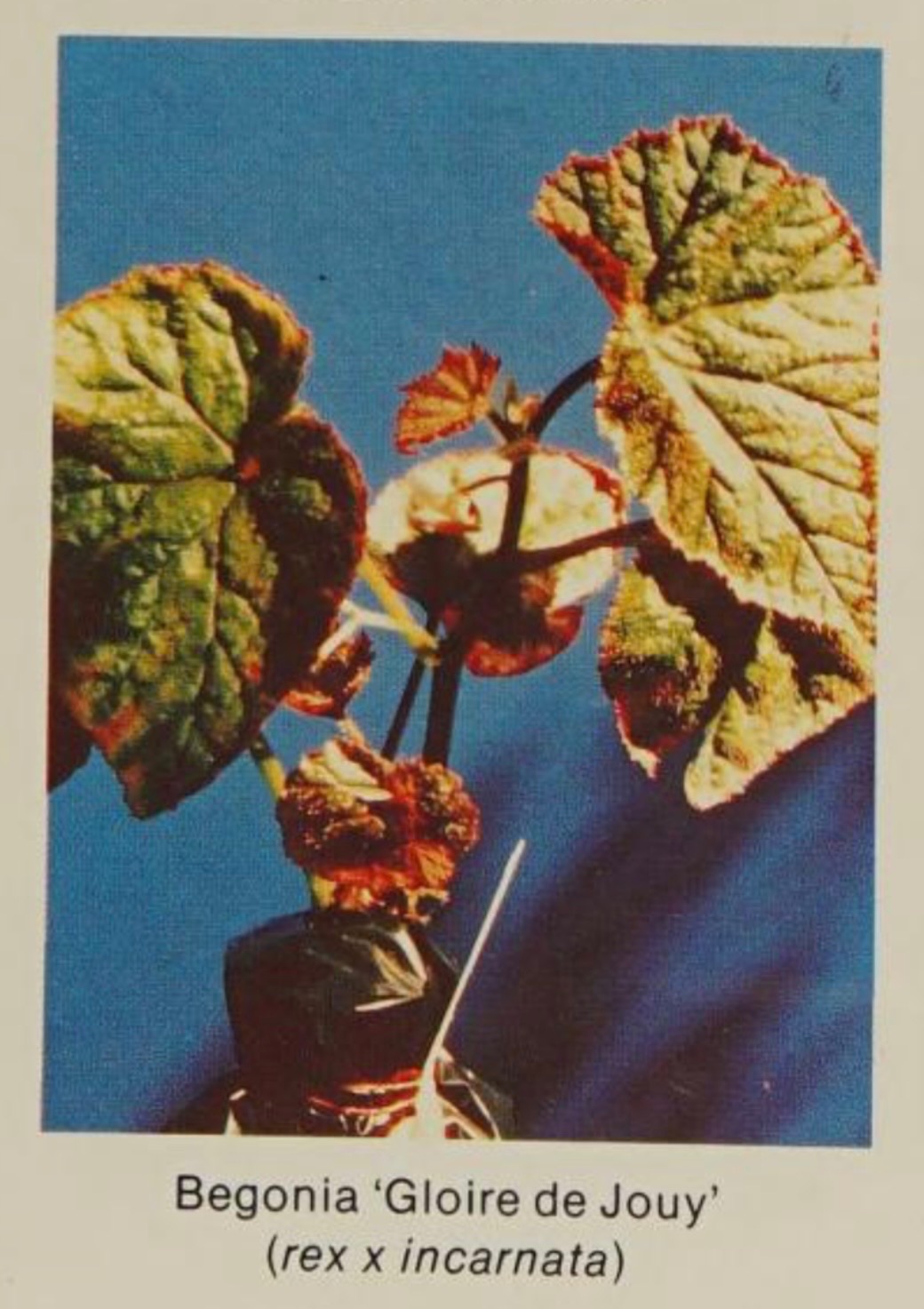 B. ‘Gloire de Jouy’