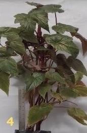 B. ‘Longigreen’