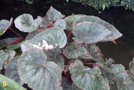 B. ‘Sizequen’