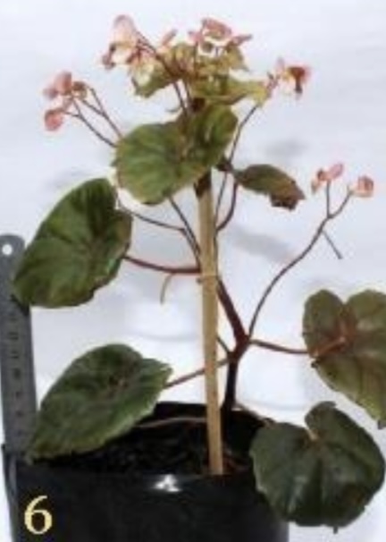 B. ‘Vena Red’