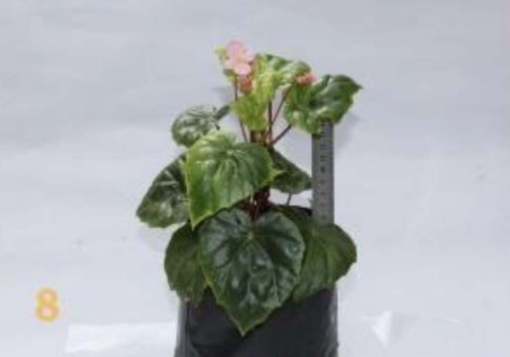 B. ‘Ardaka’