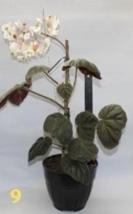 B. ‘Lugrayasa’