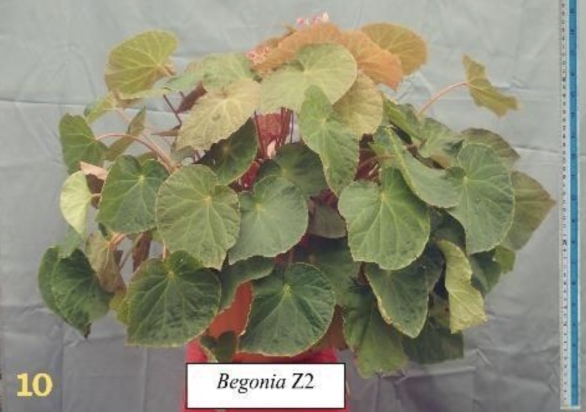 B. ‘SuGo’