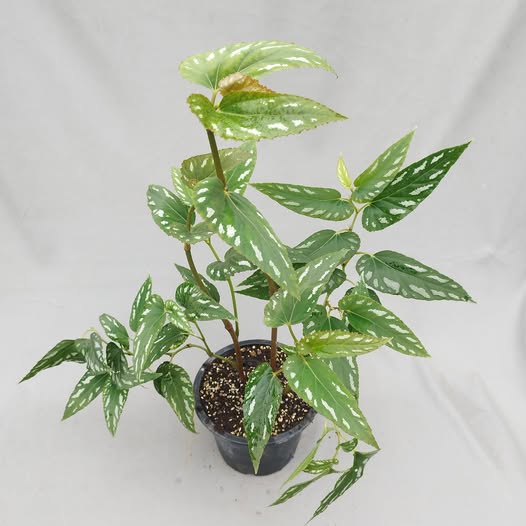 B. mariachristinae