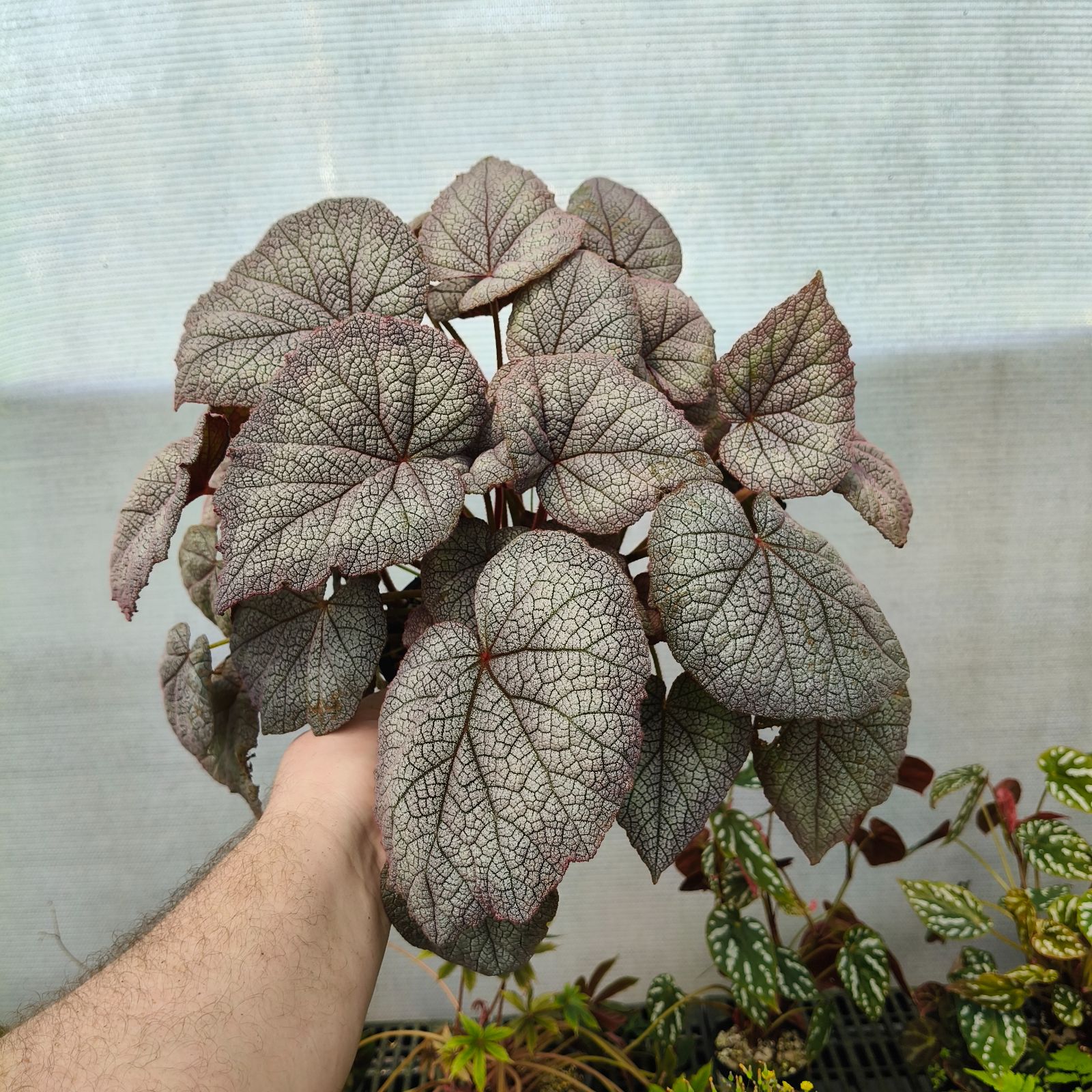 B. 'Luna'