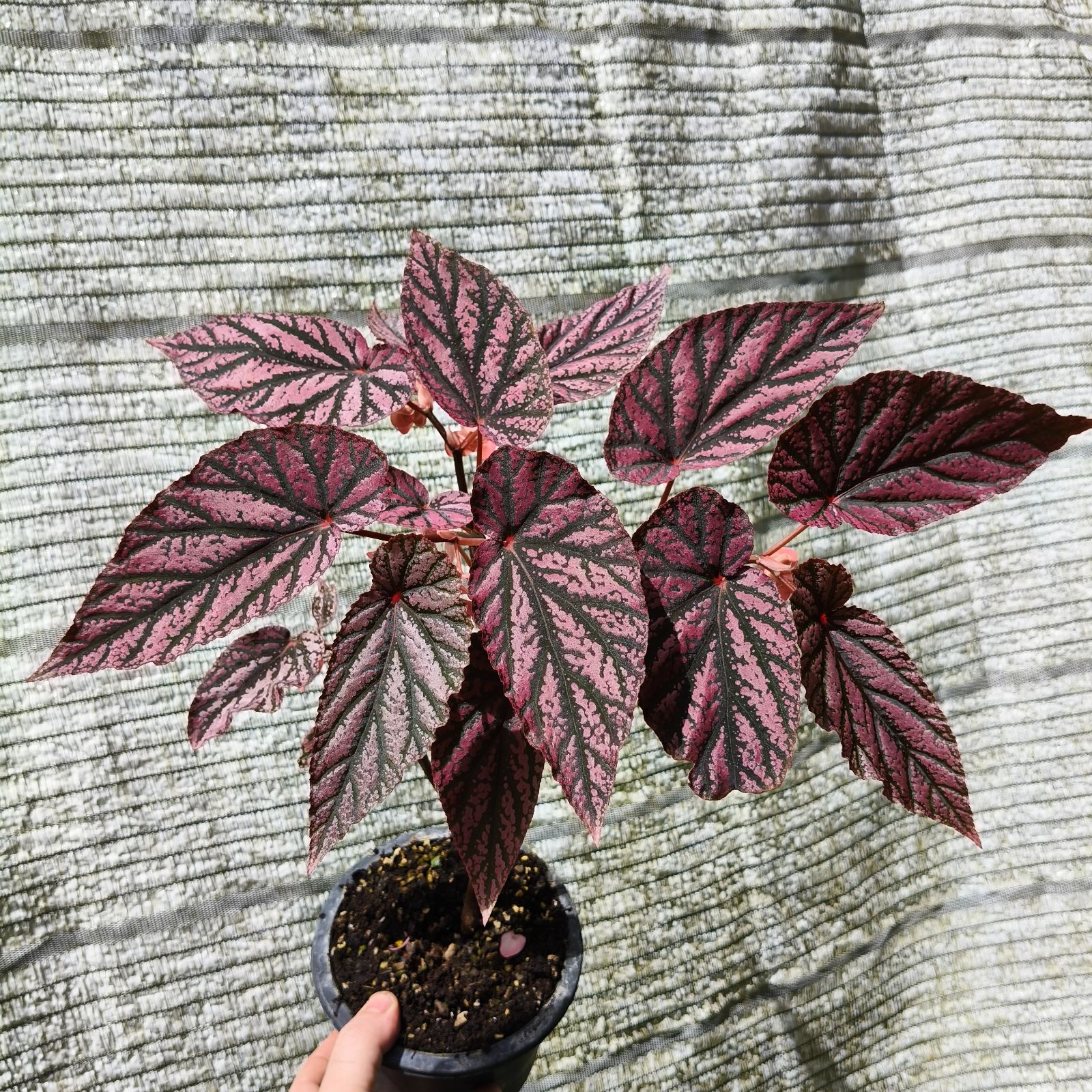 B. 'Crimson Feather'
