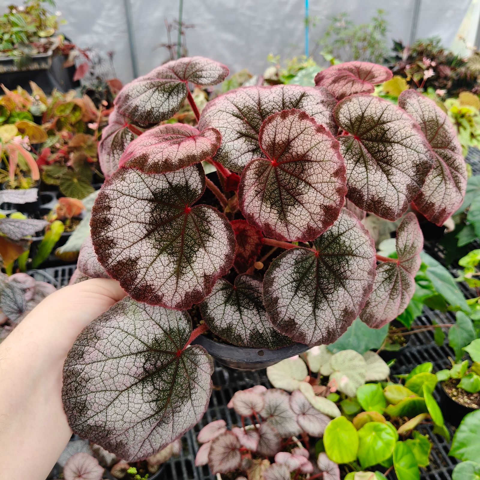 B. 'Dreamcatcher'