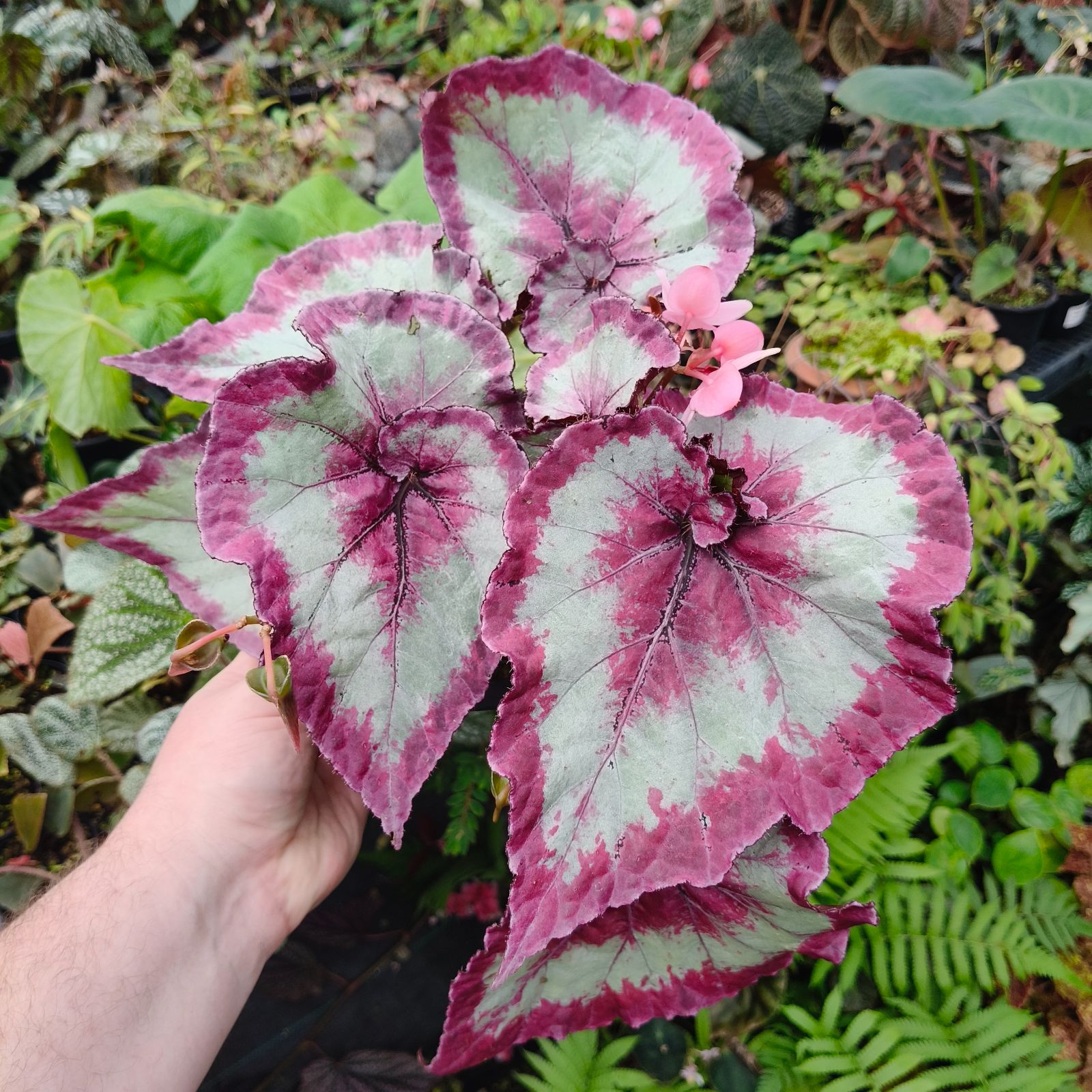 B. 'Begonia Basket Rex #1'