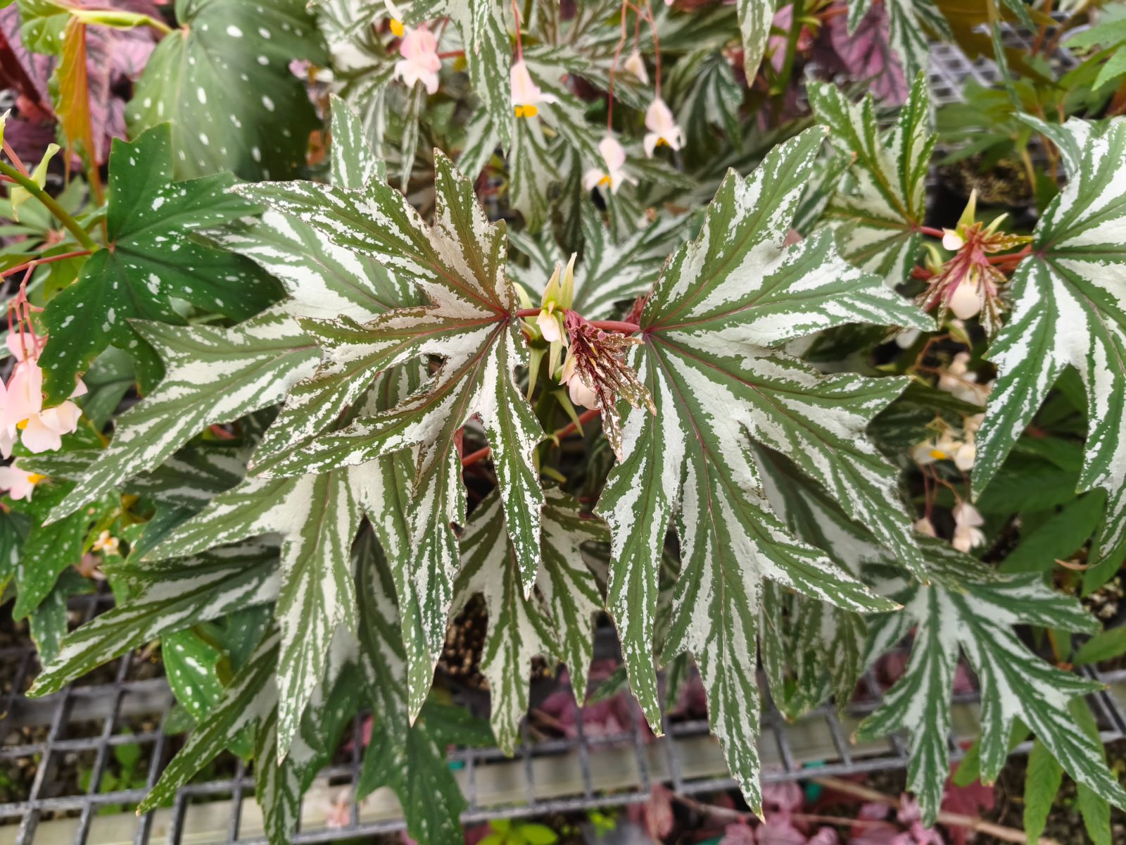B. 'Weeping Silver'