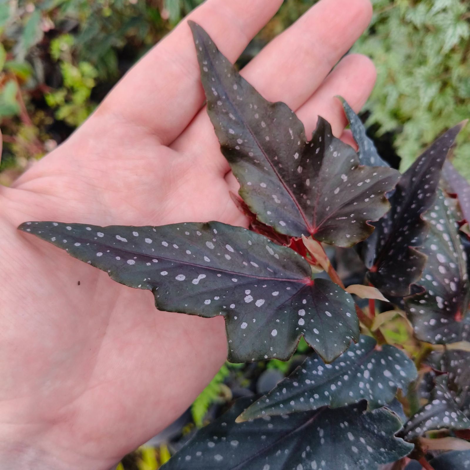 B. 'Arrowhead'