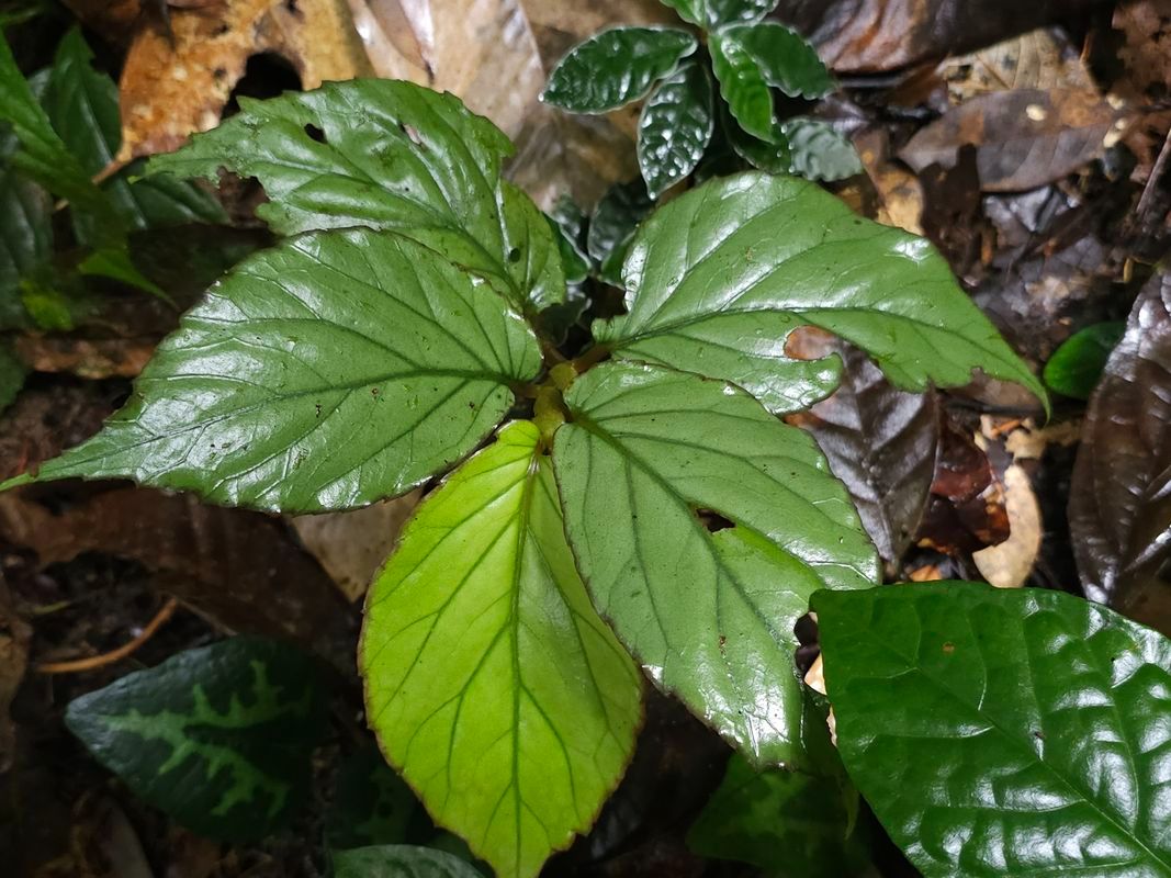 B. auriculata