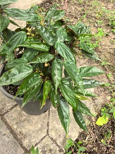 B. sinofloribunda