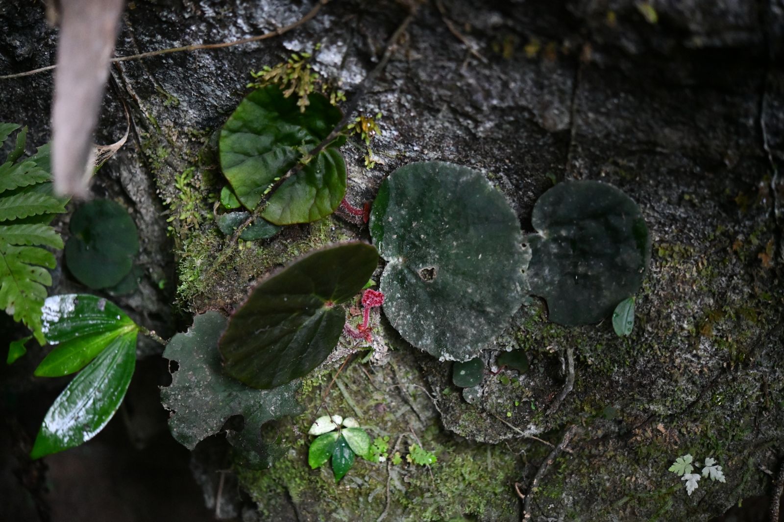 B. zhengyiana