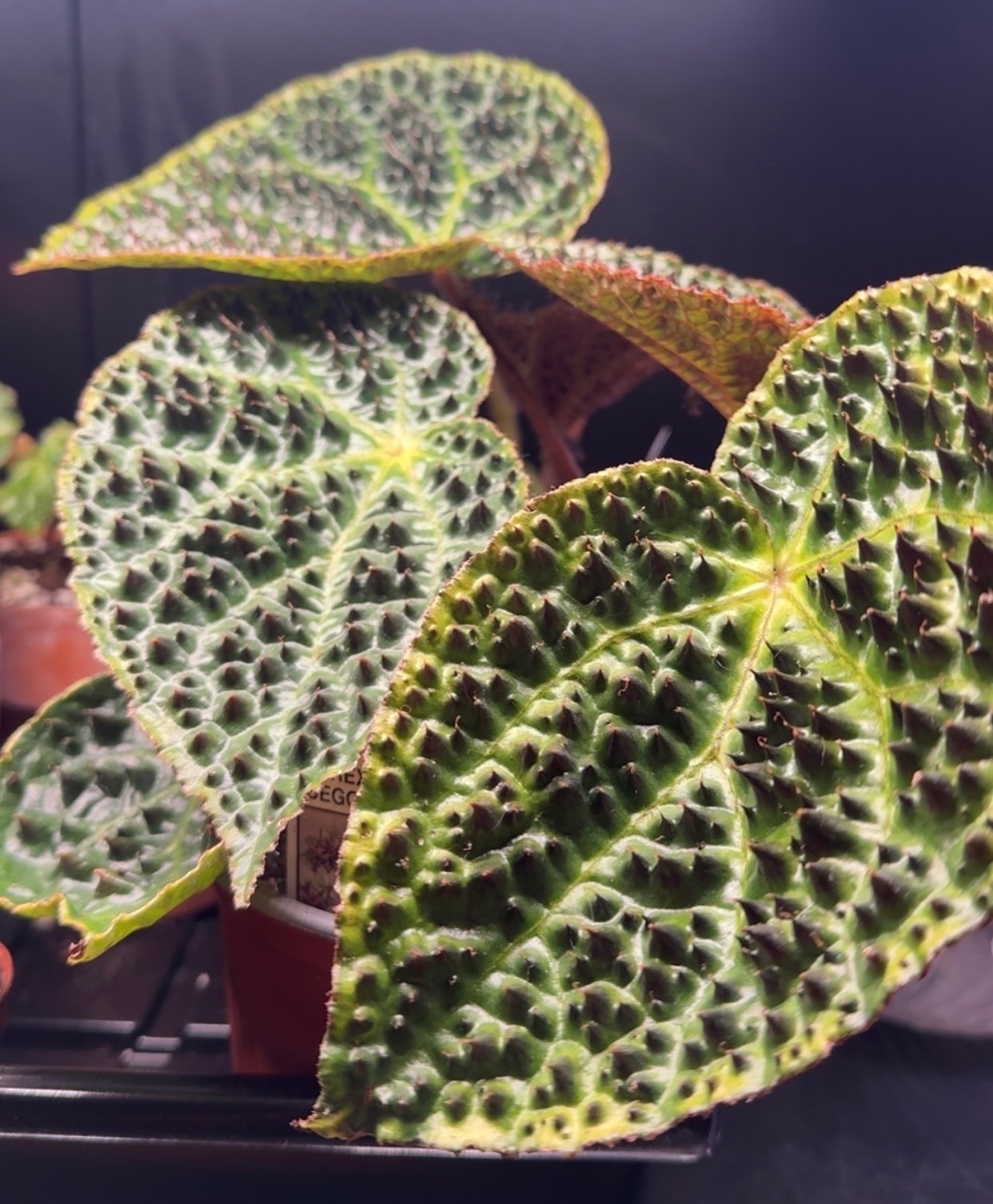 B. ferox