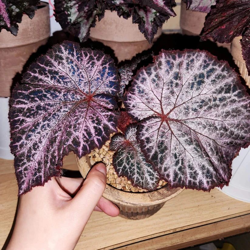 B. 'NG-Chocolate Lace'