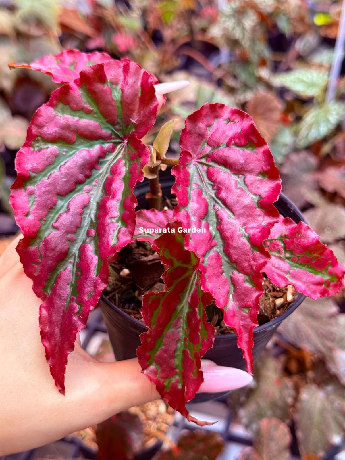 B. 'Pink Legacy'