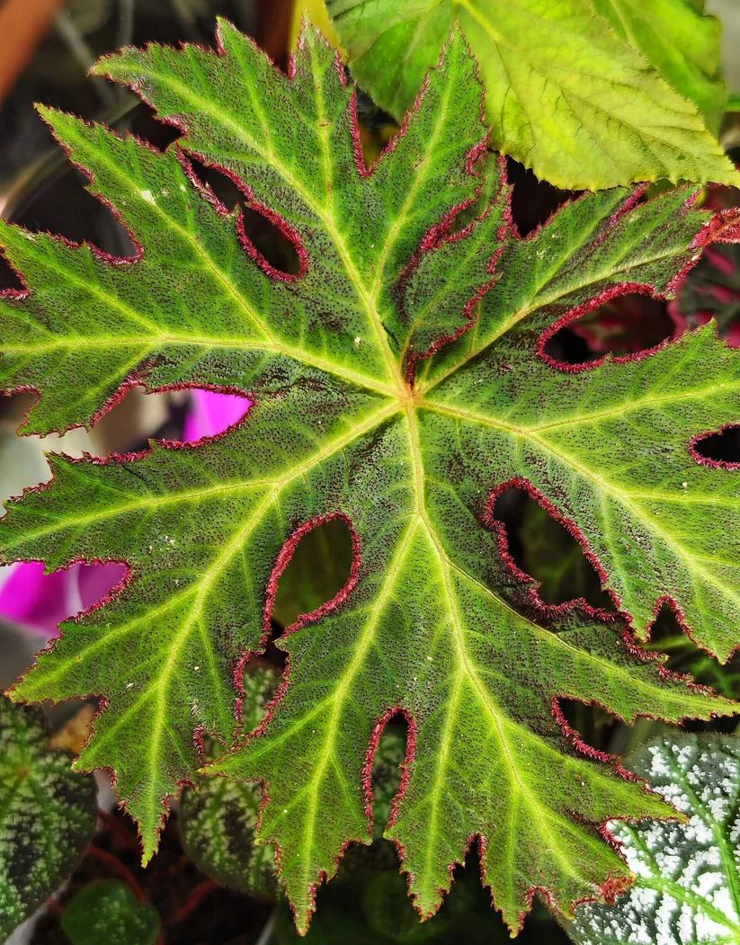 B. liangguangensis