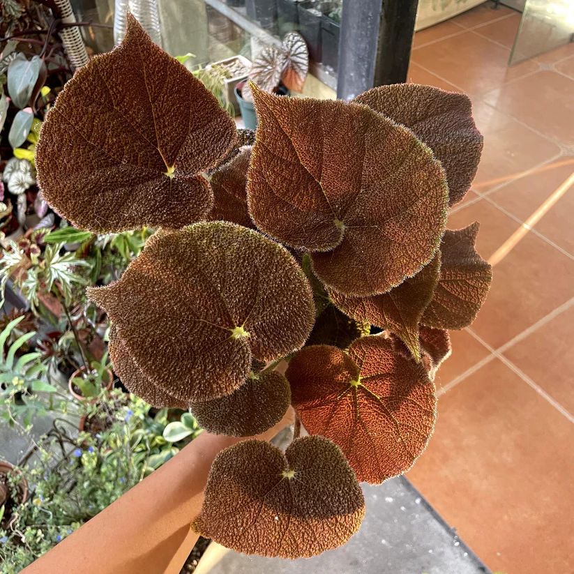 B. 'masoniana River'
