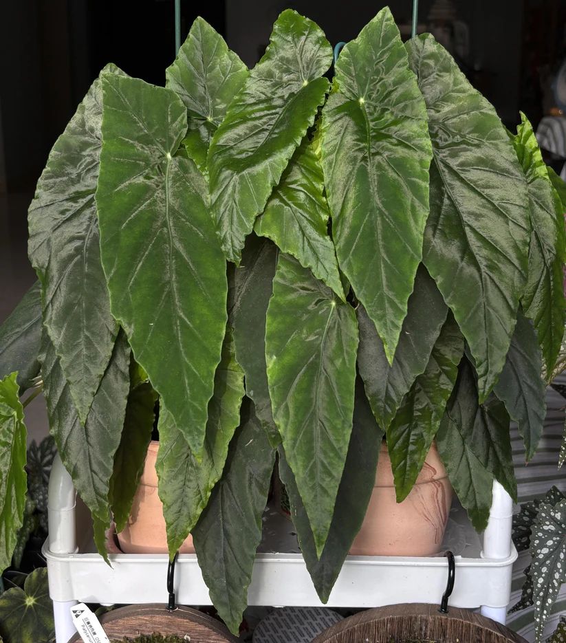 B. 'Prism'