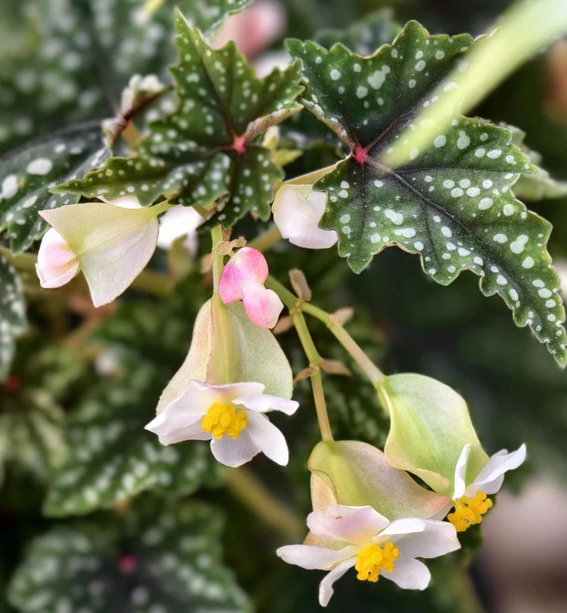 B. 'Izumo no Kiraboshi'