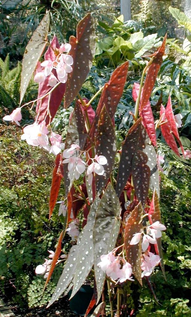 B. 'Sierra Mountain King'
