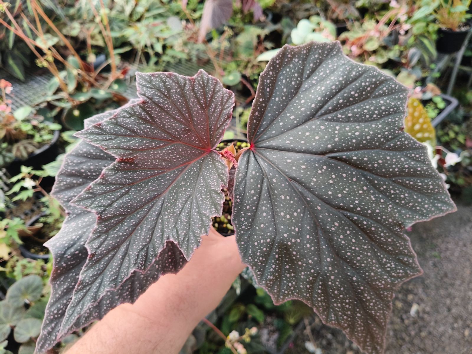 B. 'Black Minx'