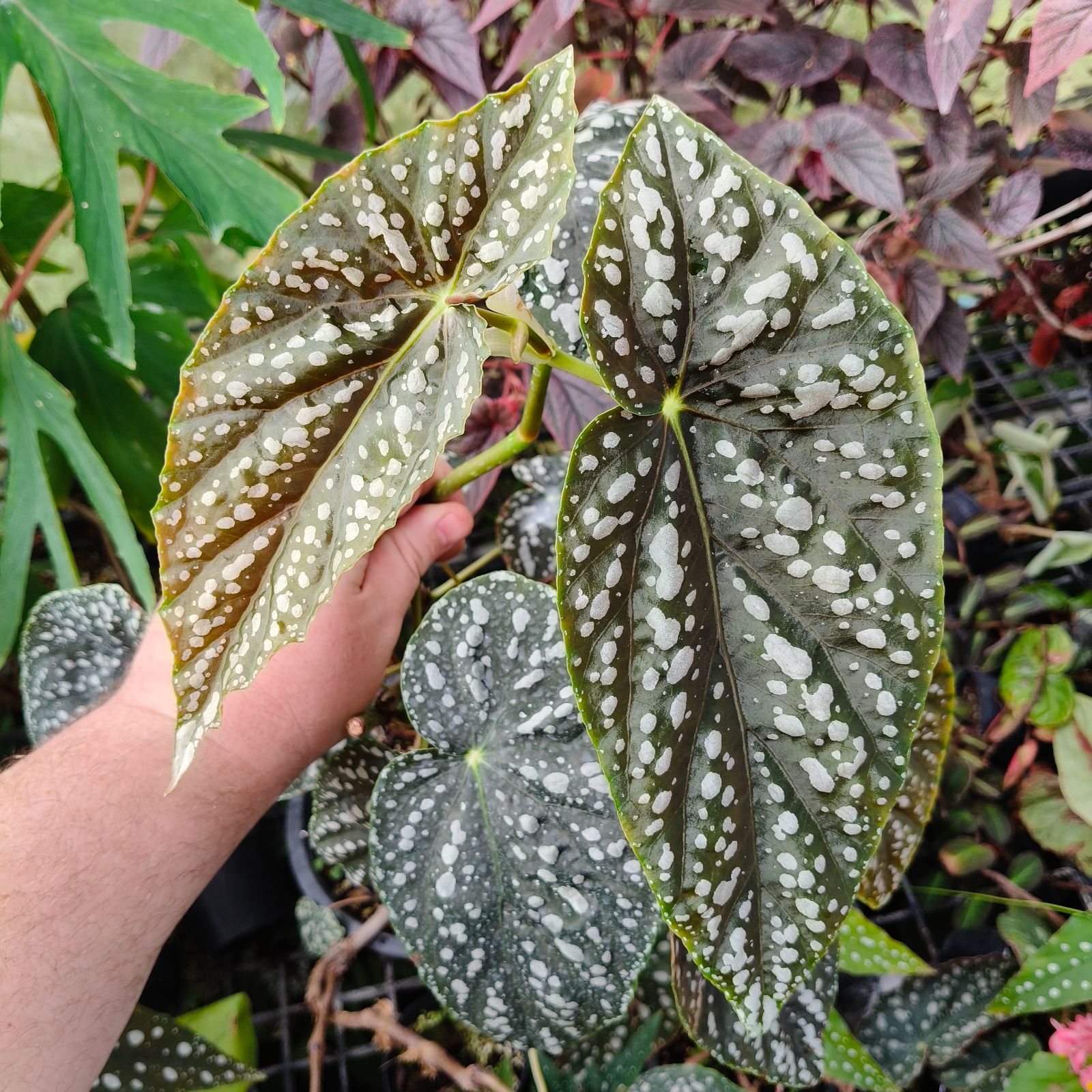 B. 'Gordita'