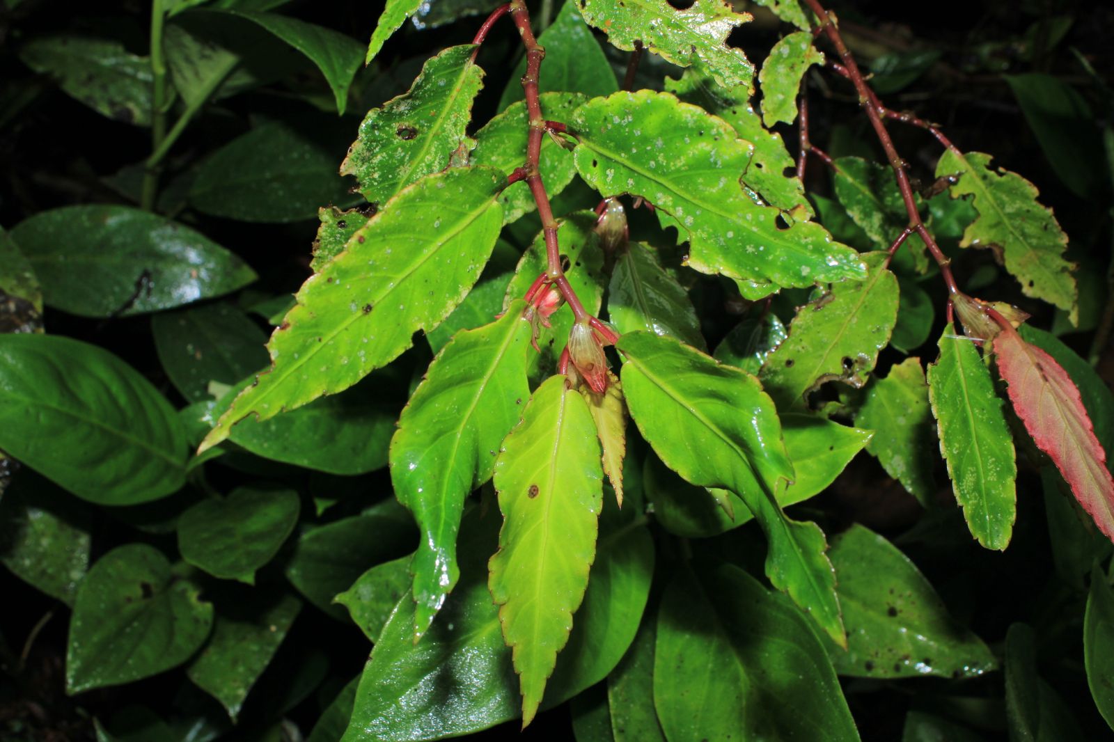 B. aguilarii