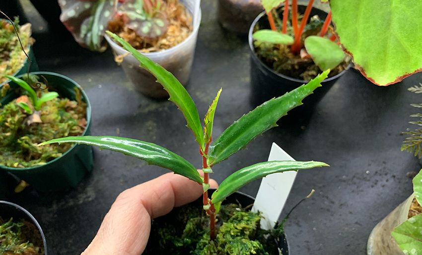 B. xiphophylla