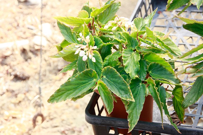 B. 'Sayohime'