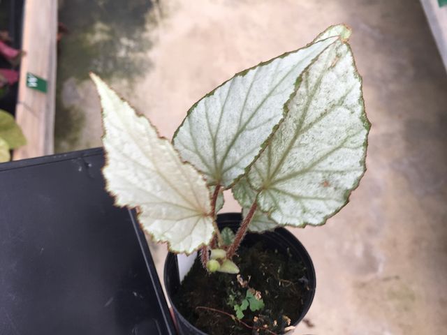 B. 'Shirayuki'