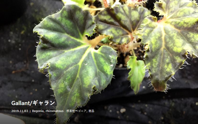 B. 'Gallant'