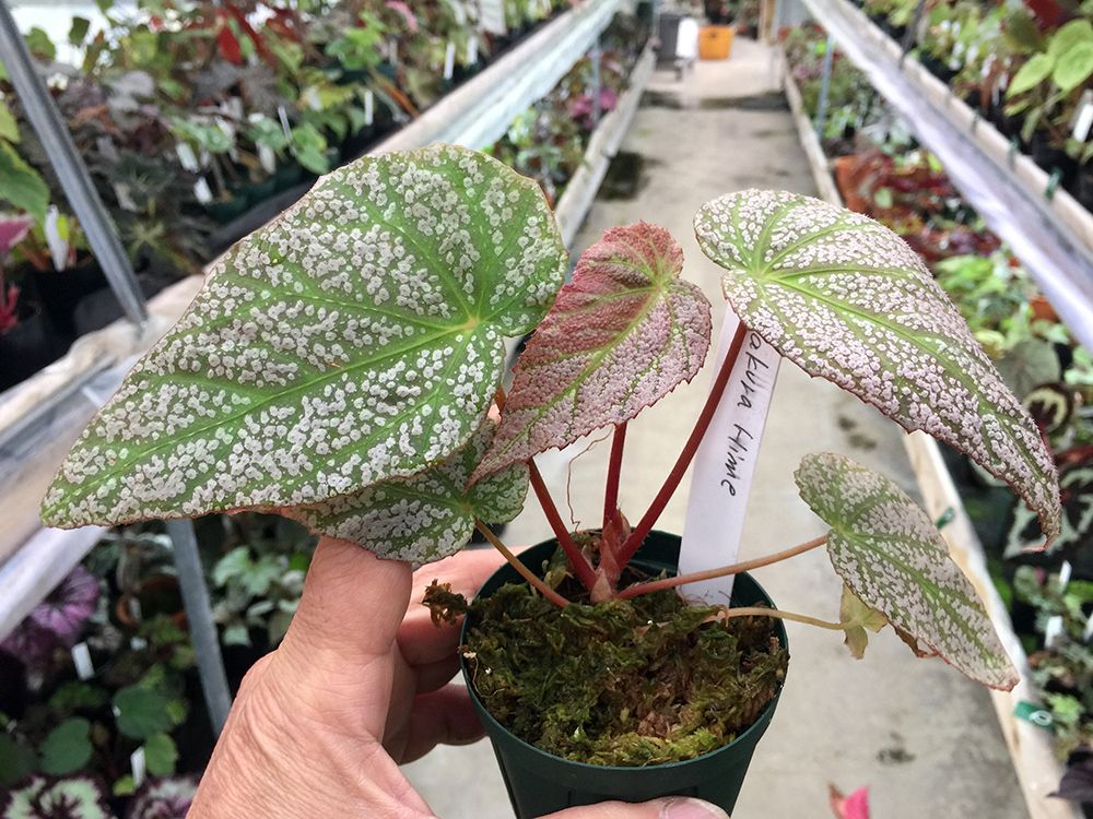 B. 'Sakura Hime'