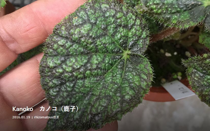 B. 'Kanoko'