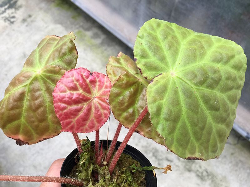 B. 'Picotee Heart'