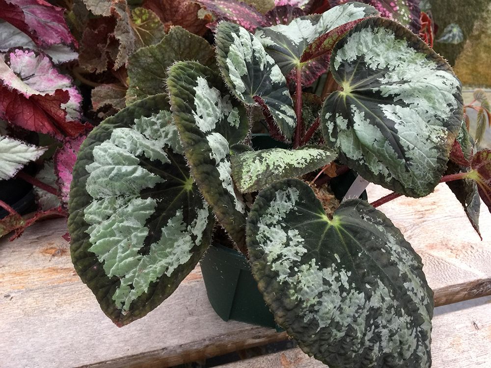 B. 'Enchantment Aureola'