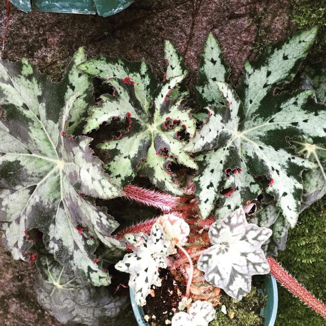 B. 'Masakado'