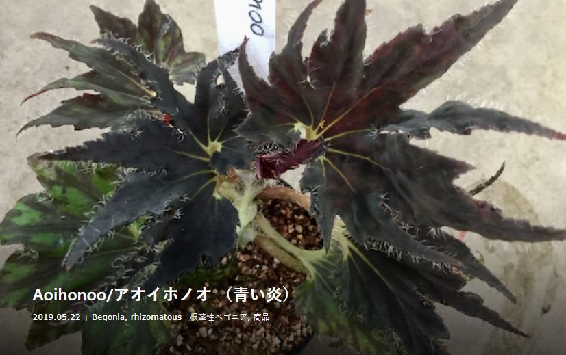 B. 'Aoihonoo'