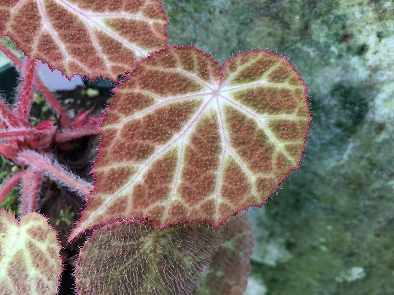 B. 'Big Decora'
