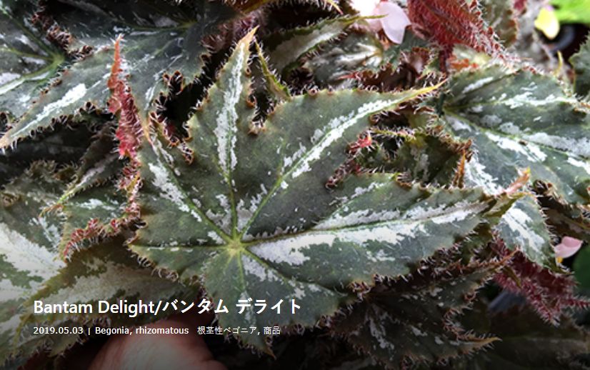 B. 'Bantam Delight'