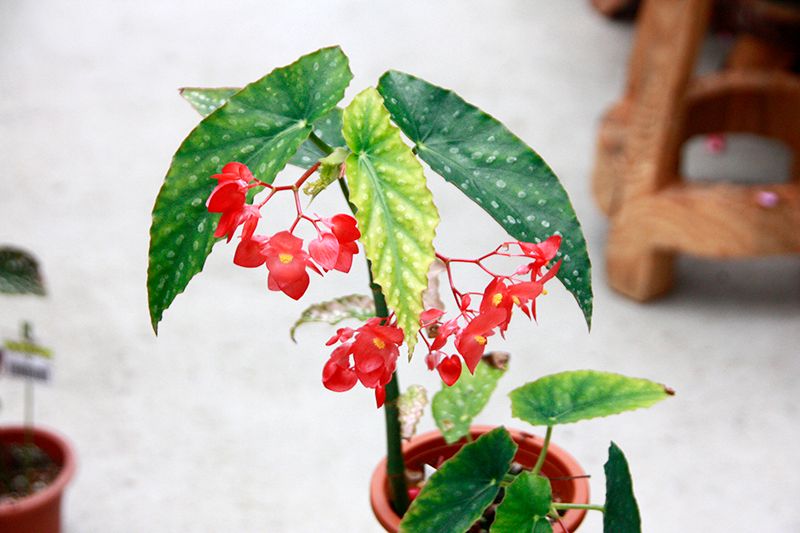 B. 'Kagaribi'