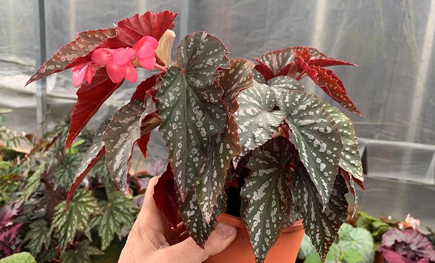 B. 'Fifi Florrie'