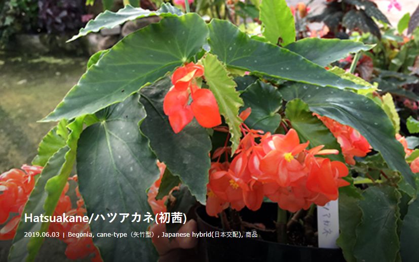 B. 'Hatsuakane'