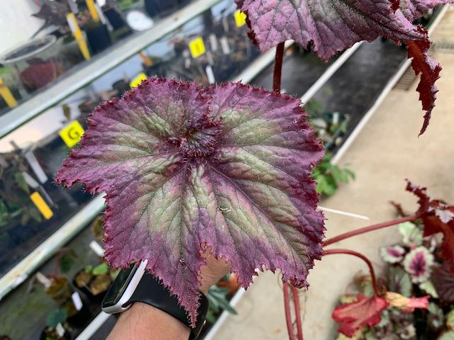 B. 'Harmony's Daenerys'