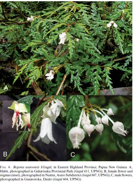 B. asaroensis