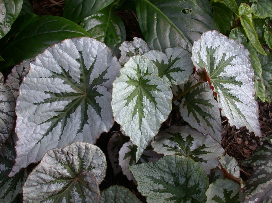 B. ('grandis 'Early Bird'' x U489)