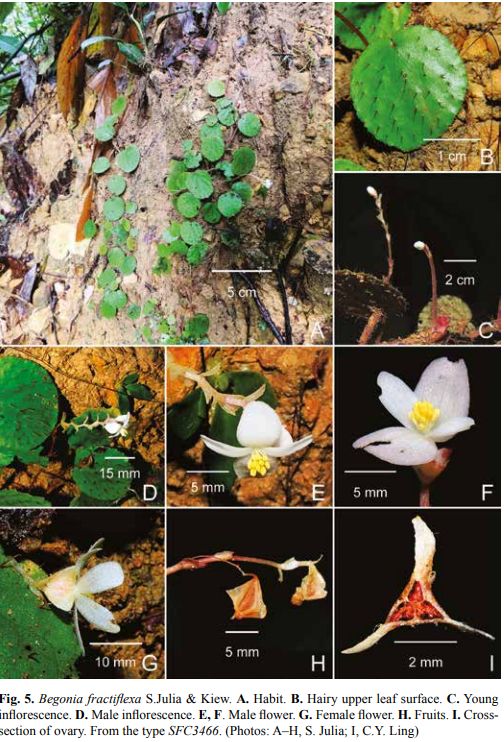 B. fractiflexa